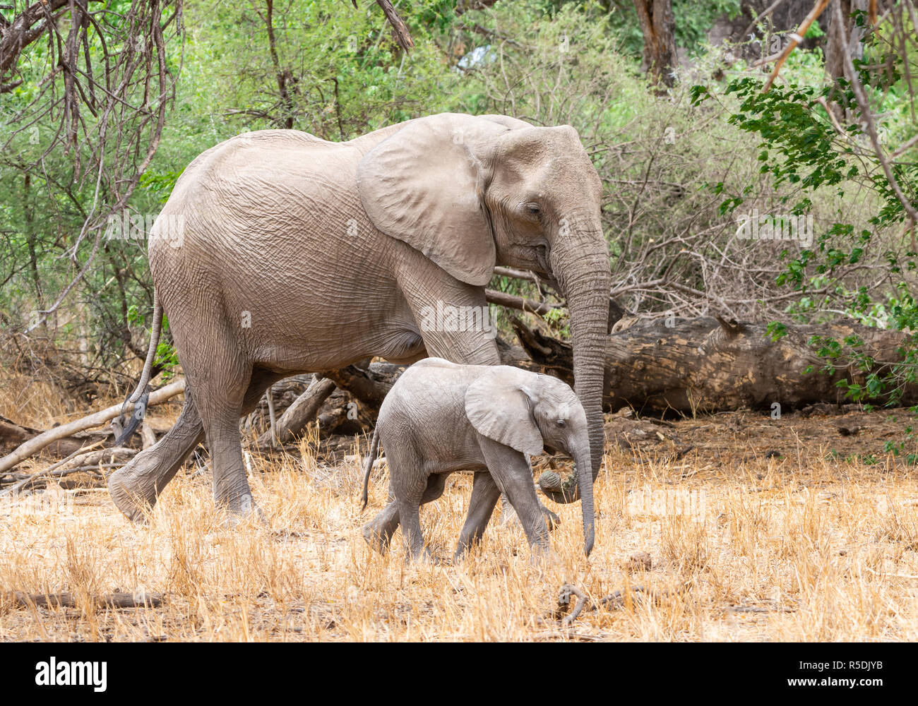 Elephant Calf main image 1
