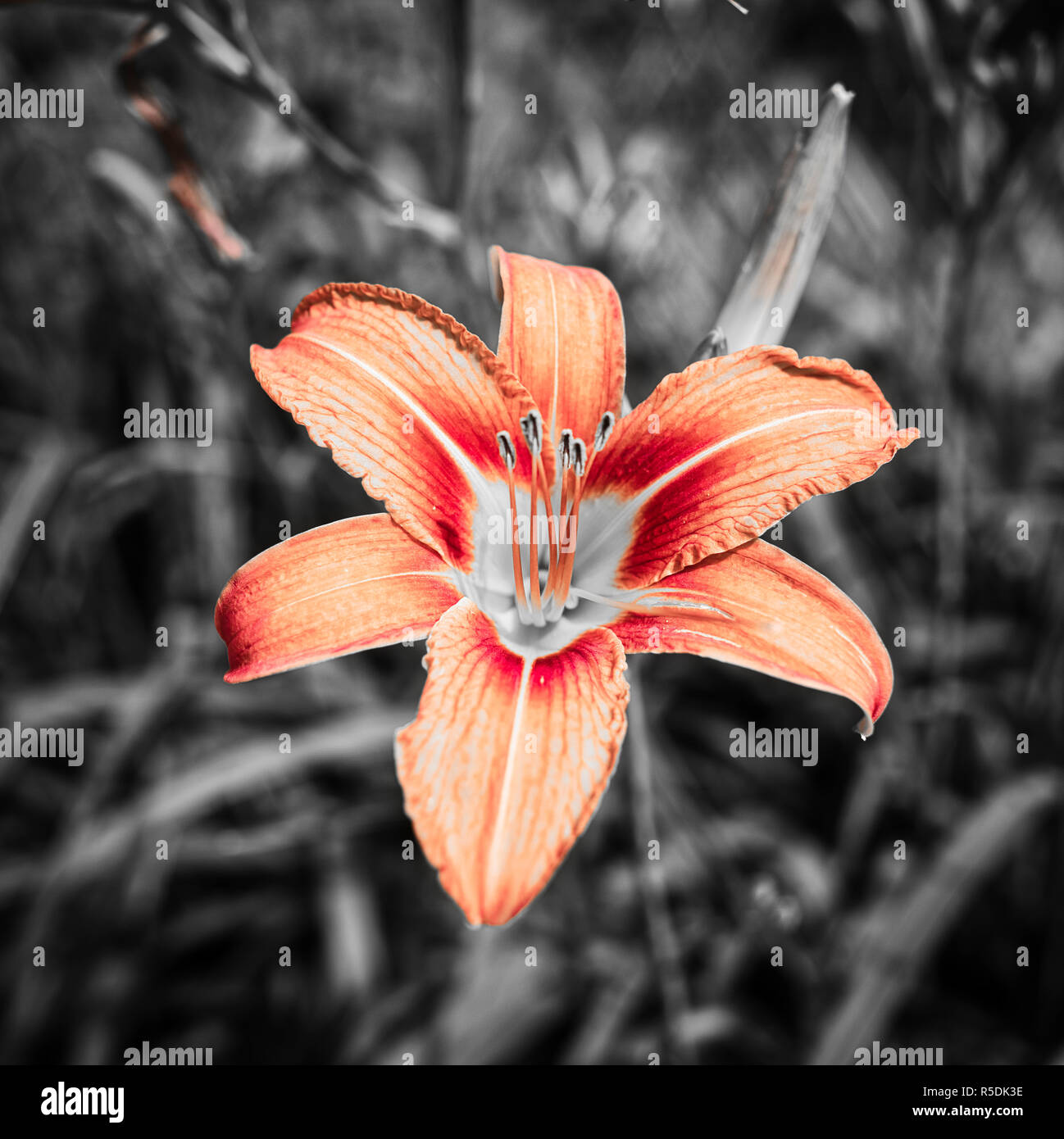 Red Lilly Selective Stock Photo