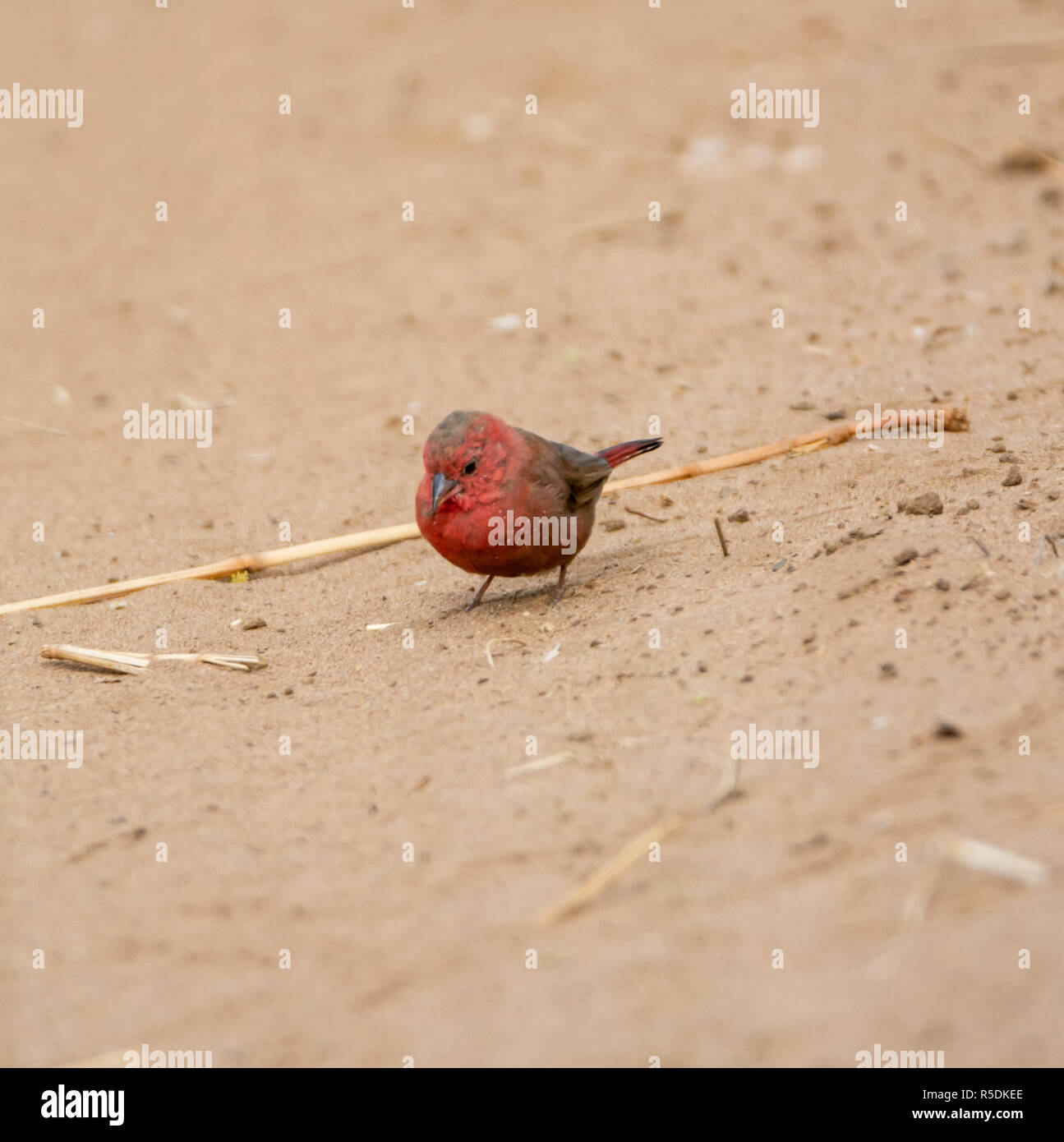 An African Firefinch in Southern African savanna Stock Photo