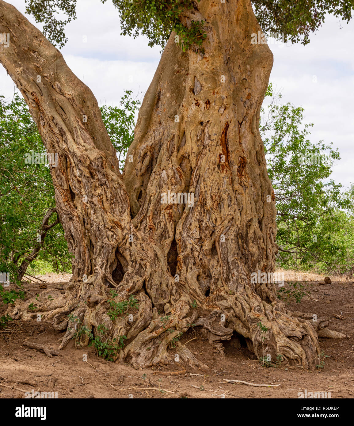 The trunk of a tree in Limpopo Province, South Africa Stock Photo Alamy