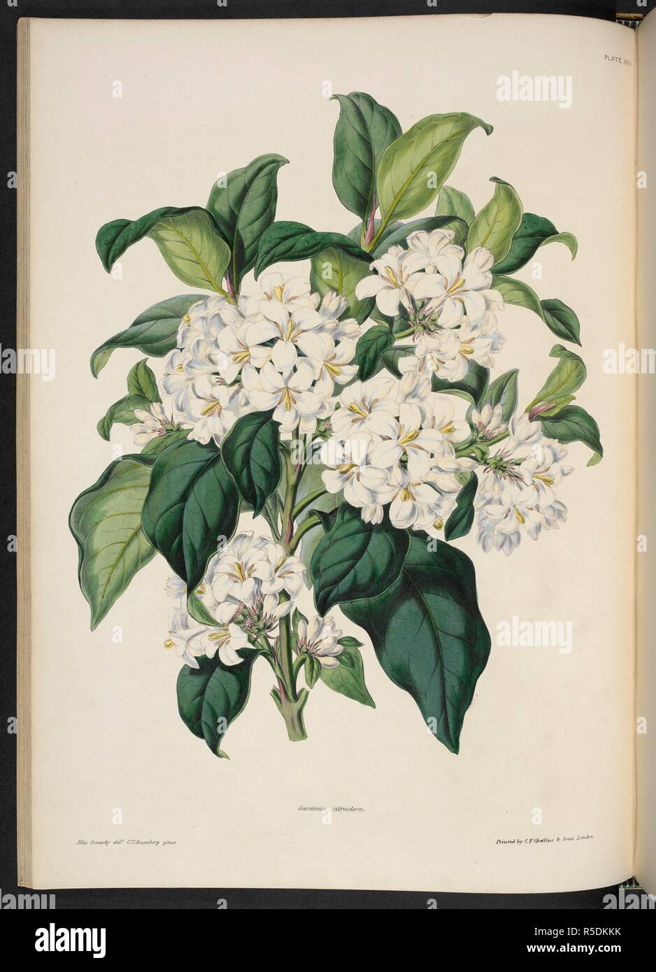 Gardenia citriodora (Hooker) . The Illustrated Bouquet, consisting of figures, with descriptions of new flowers. London, 1857-64. Source: 1823.c.13 plate 17. Author: Henderson, Edward George. Sowerby, Miss. Stock Photo