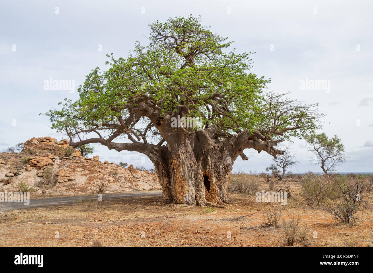 A baobab tree in Limpopo province, South Africa Stock Photo Alamy