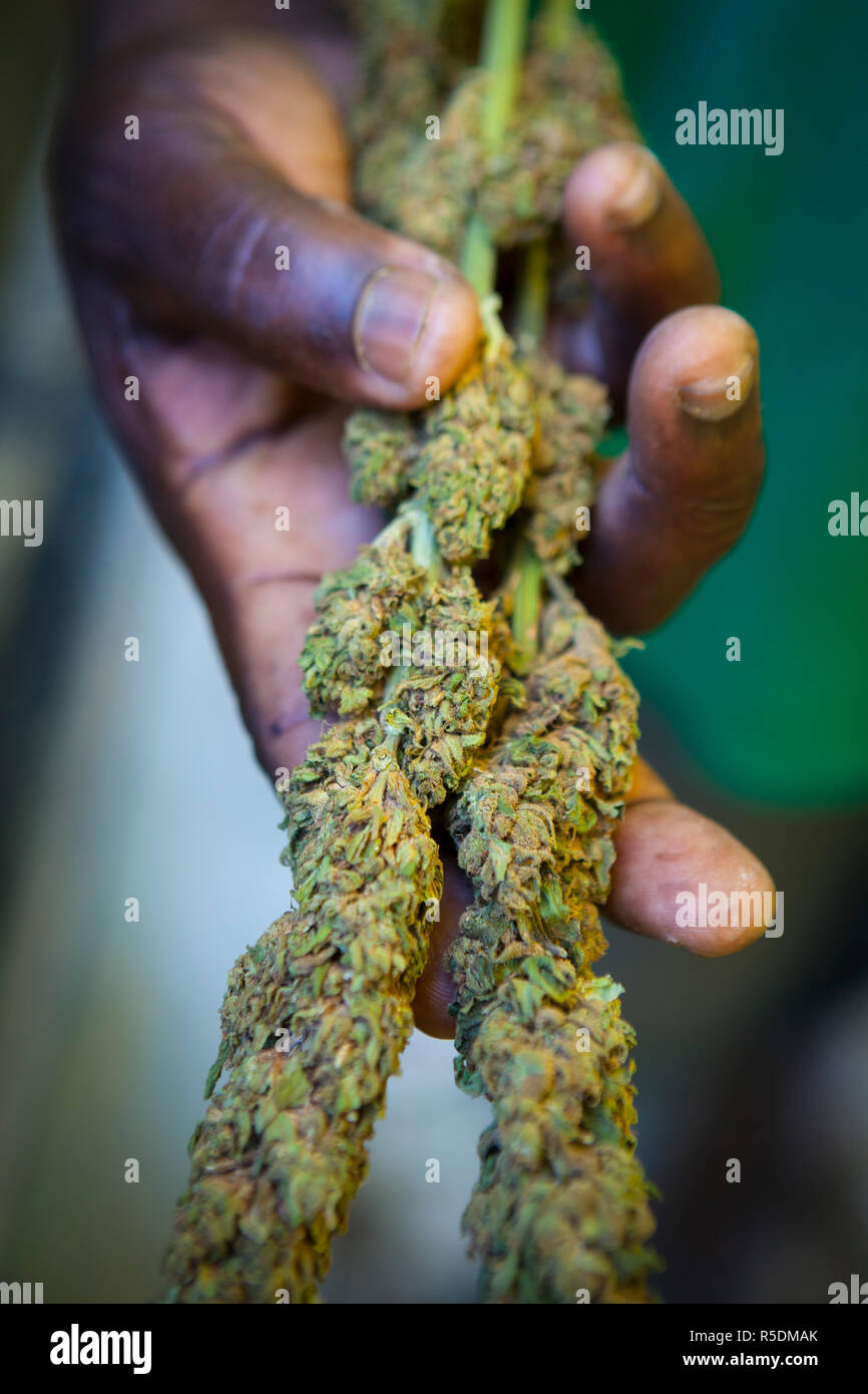 Marijuana, Negril, Westmoreland Parish, Jamaica, Caribbean Stock Photo