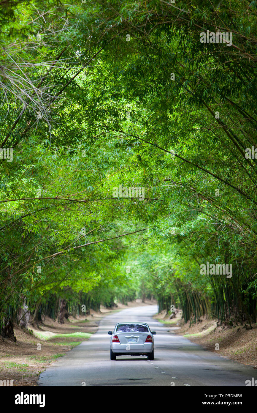 Bamboo Avenue, St. Elizabeth Parish, Jamaica, Caribbean Stock Photo Alamy