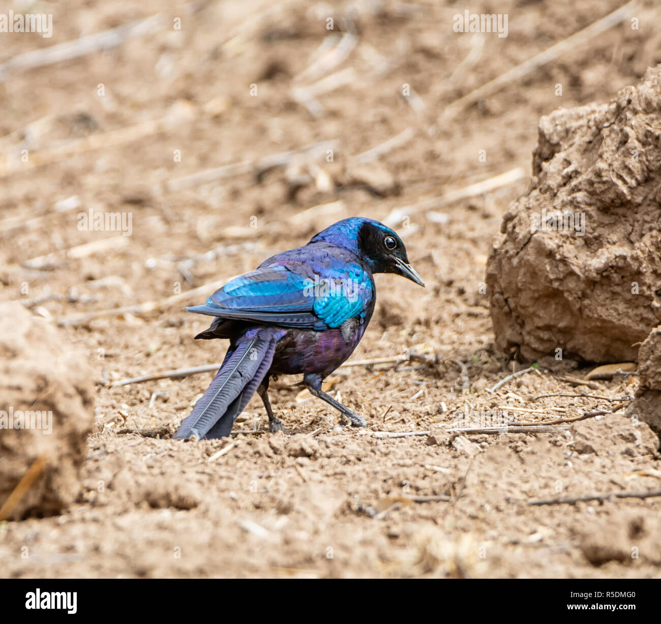 A Burchell's Starling on the ground in Southern Africa Stock Photo