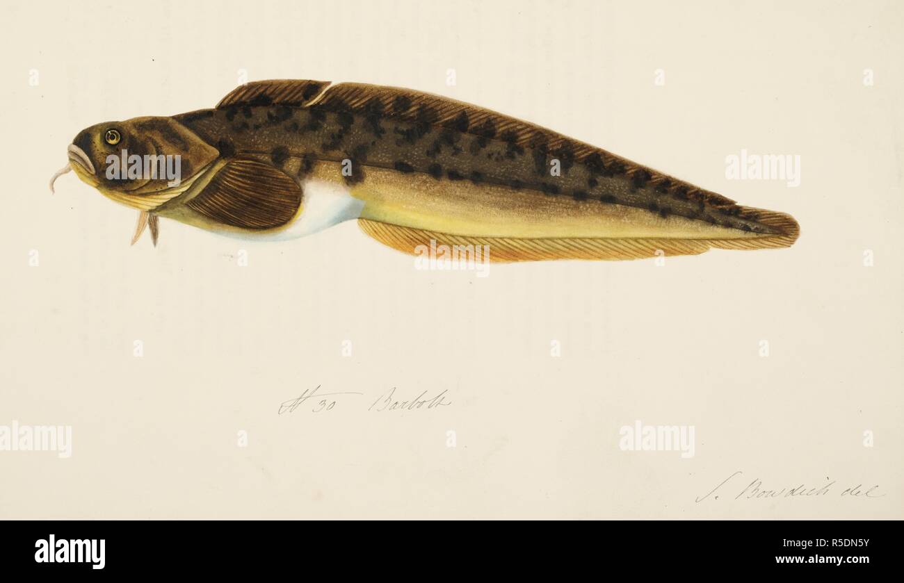 Barbel fish. The Fresh-water Fishes of Great Britain, drawn and