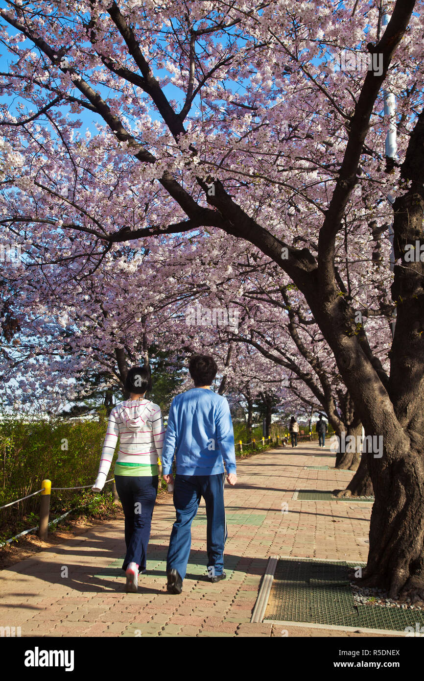 Korea, Seoul, Yeouido, Nuns at the Cherry blossom festival walk along Yunjungo Street Stock Photo