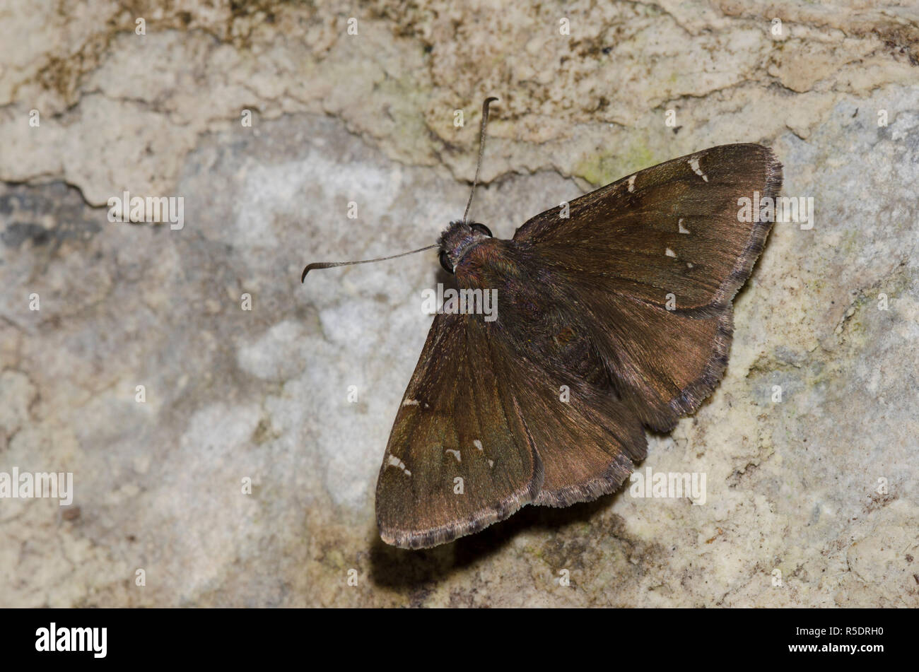 Northern Cloudywing, Cecropterus pylades, male mud-puddling Stock Photo