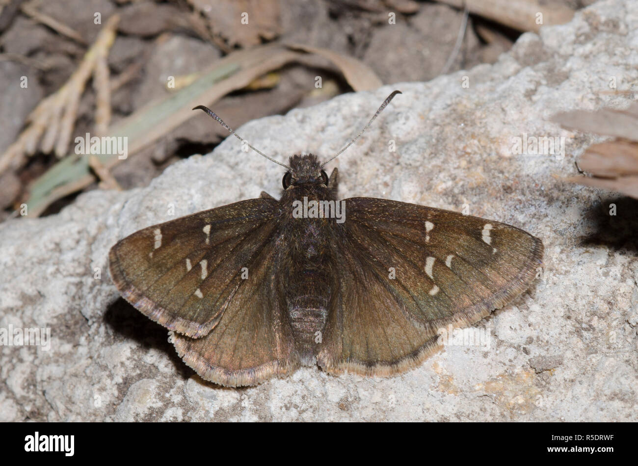 Mexican mud hires stock photography and images Alamy