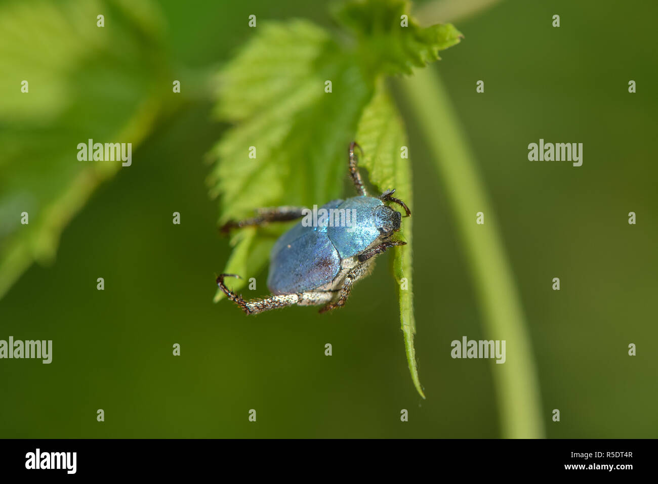 hoplia coerulea blue beetle Stock Photo