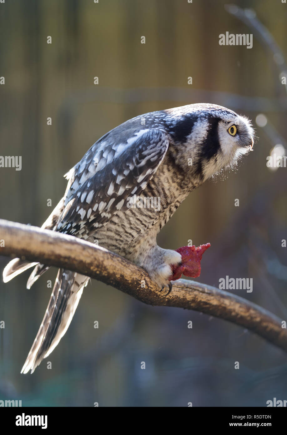 Owl eat meat predatory forest bird russia siberia Russian Federation