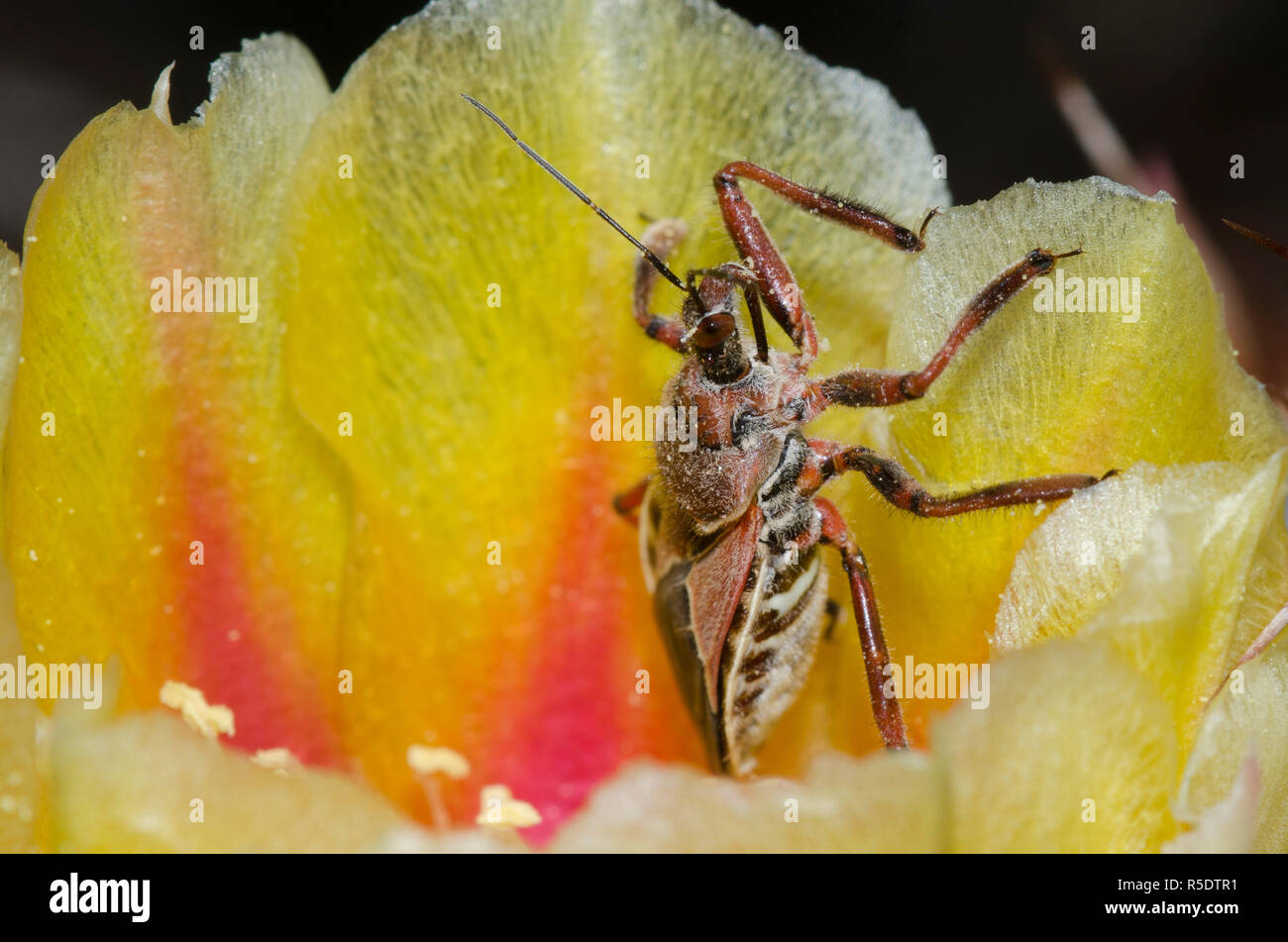 Assassin Bug, Apiomerus spissipes, on prickly pear, Opuntia phaeacantha, blossom Stock Photo