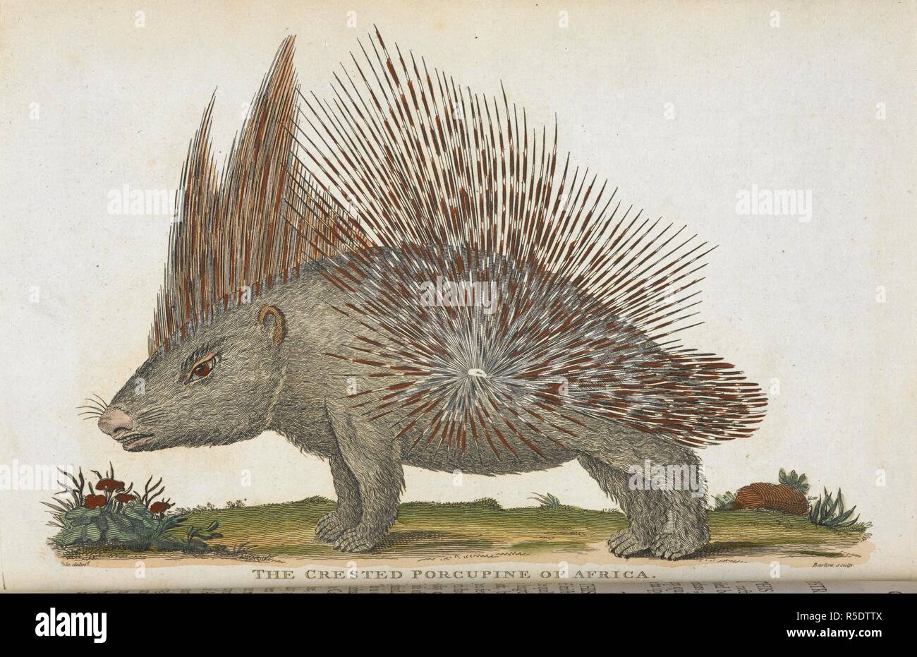 The crested porcupine of Africa. An universal system of natural history ...