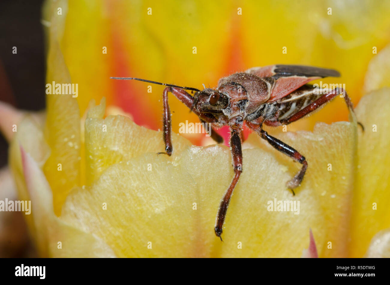 Assassin Bug, Apiomerus spissipes, on prickly pear, Opuntia phaeacantha, blossom Stock Photo