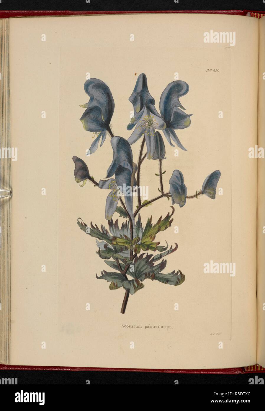 Aconitum paniculatum. The Botanical Cabinet, consisting of coloured delineations of plants, from all countries, with a short account of each, etc. By C. Loddiges and Sons ... The plates by G. Cooke. vol. 1-20. London, 1817-33. Source: 443.b.13, vol.9, no.810. Author: Cooke, George. Stock Photo