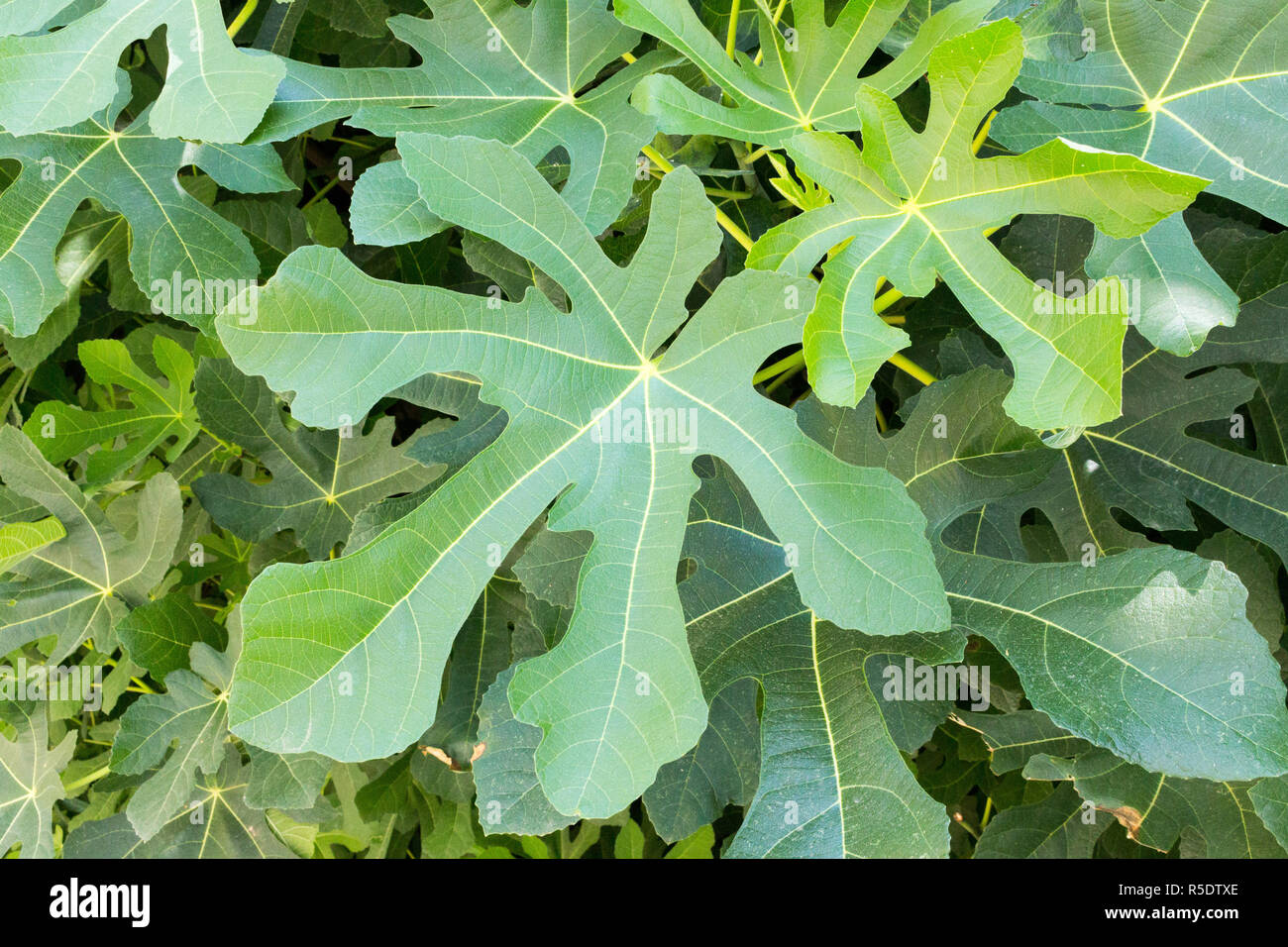 Figleaf hires stock photography and images Alamy