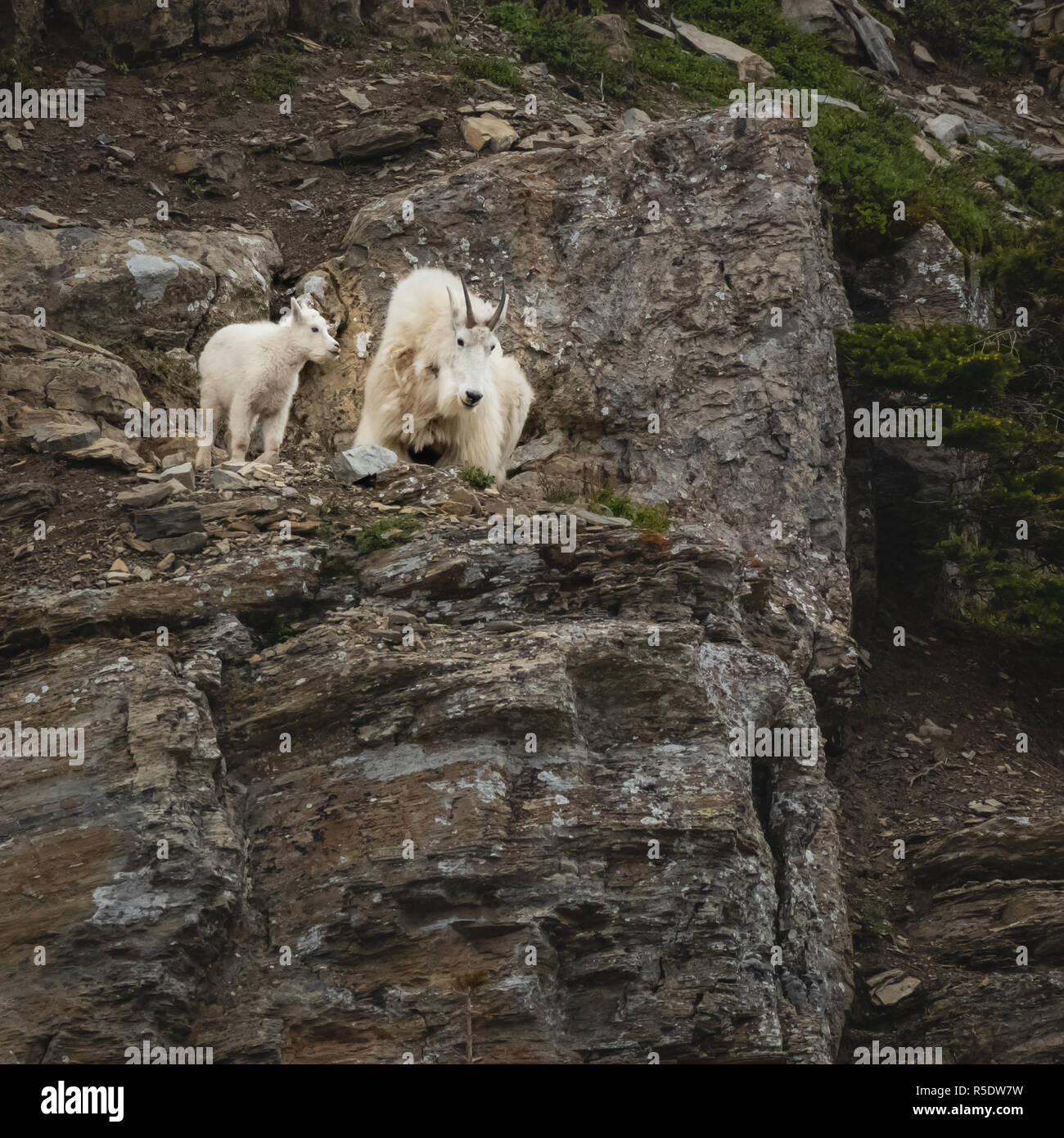 Mountain Goat Kid and Adult Look Down Cliff in Glacier National Park ...