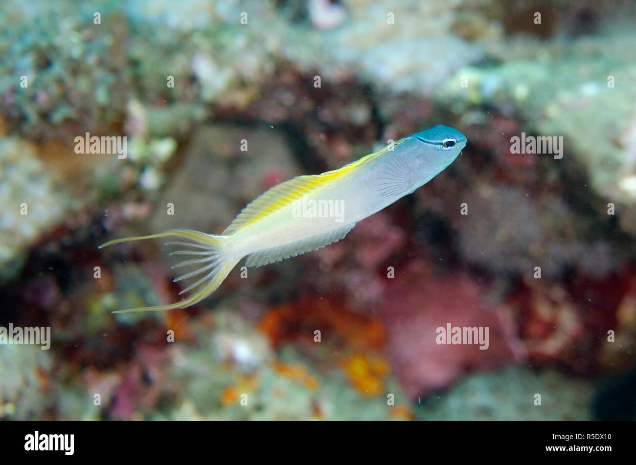 Yellowtail Fangblenny, Meiacanthus atrodorsalis, aka Forktail Blenny, Pyramids dive site, Amed, east Bali, Indonesia, Indian Ocean Stock Photo