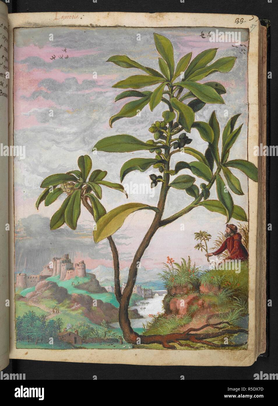 Full page botanical painting of a Daphnoides or 'Daphne Laureola' (Spurge-laurel) with a botanist gathering plants on a mountainside and a fortified town and river in the background. Coloured drawings of plants, copied from nature in the Roman States, by Gerardo Cibo. Vol. I. Pietro Andrea Mattioli, Physician, of Siena: Extracts from his edition of Dioscorides' 'de re Medica':. Italy, c. 1564-1584. Source: Add. 22332 f.37. Language: Italian. Author: Cibo, Gheraldo. Stock Photo