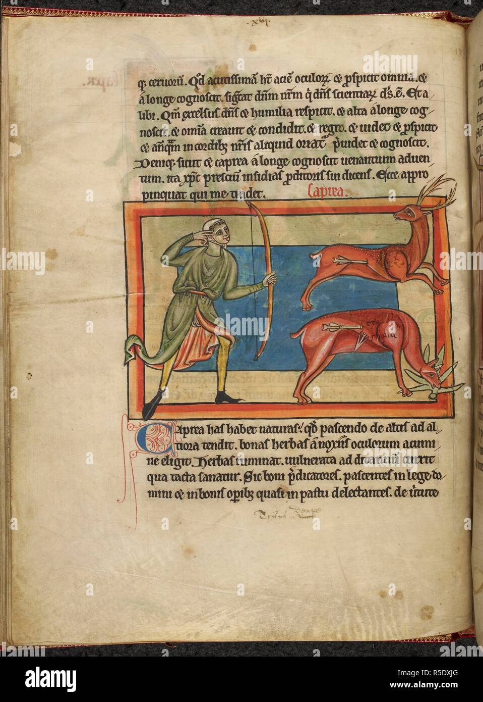 A man shooting arrows at wild goats, one of which is eating foliage. A hunting scene. . Bestiary, with extracts from Giraldus Cambrensis on Irish birds. England, S. (Salisbury?). Bestiary, with extracts from Giraldus Cambrensis on Irish birds. 2nd quarter of the 13th century. Source: Harley 4751 f.14v. Language: Latin. Stock Photo