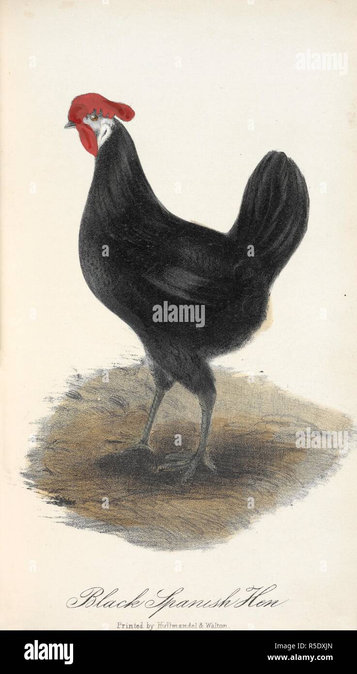 Black Spanish Hen. The Illustrated Book of Domestic Poultry. Edited by M. D. (No. 1. edited by J. Barnett.) The figures drawn by C. H. Weigall. Engraved and printed in oil colours by W. Dickes & Co. London, 1854. Source: 7294.f.12. before p.61. Stock Photo
