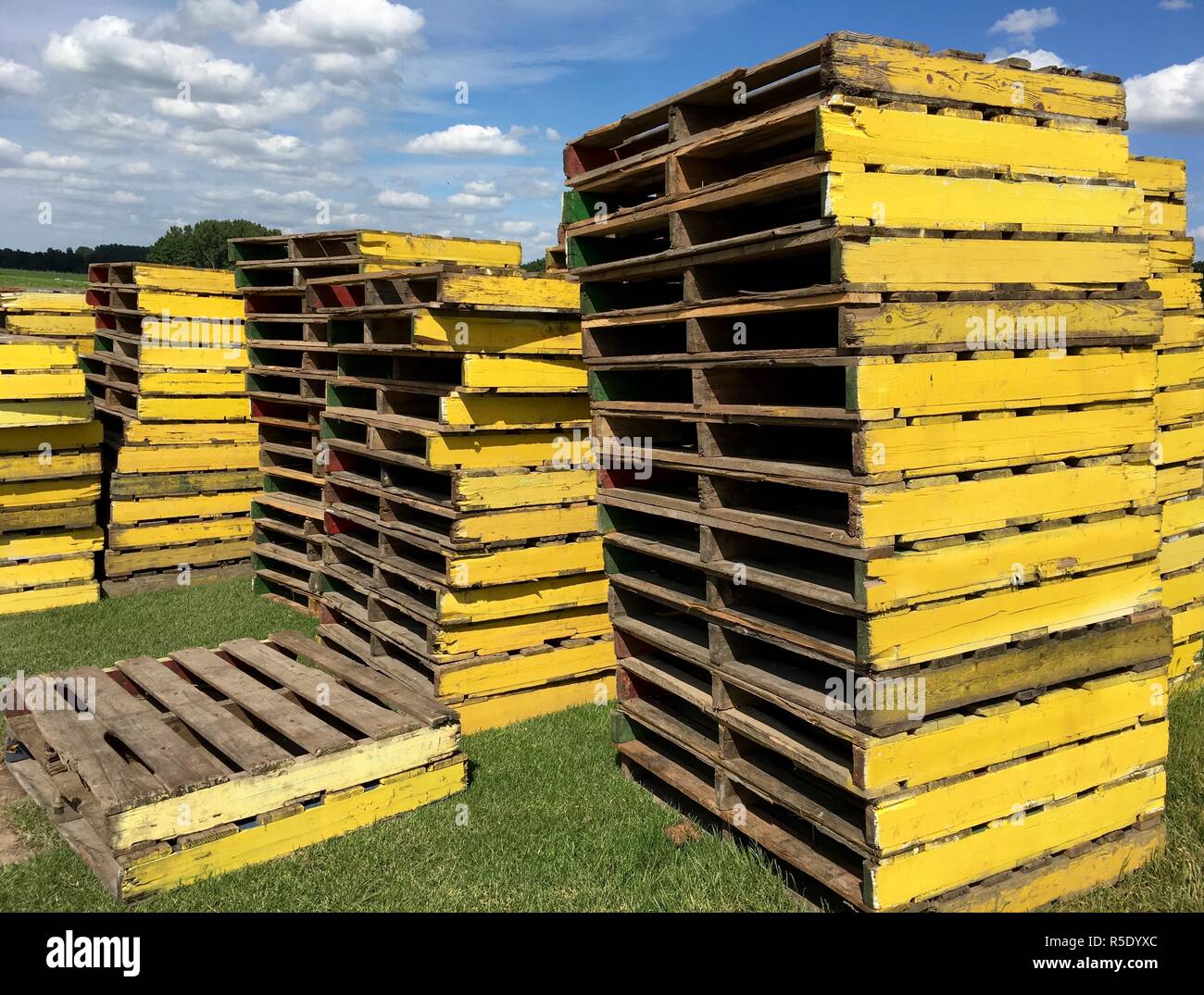 several piles of yellow wooden pallets for transporting turf on the field Stock Photo
