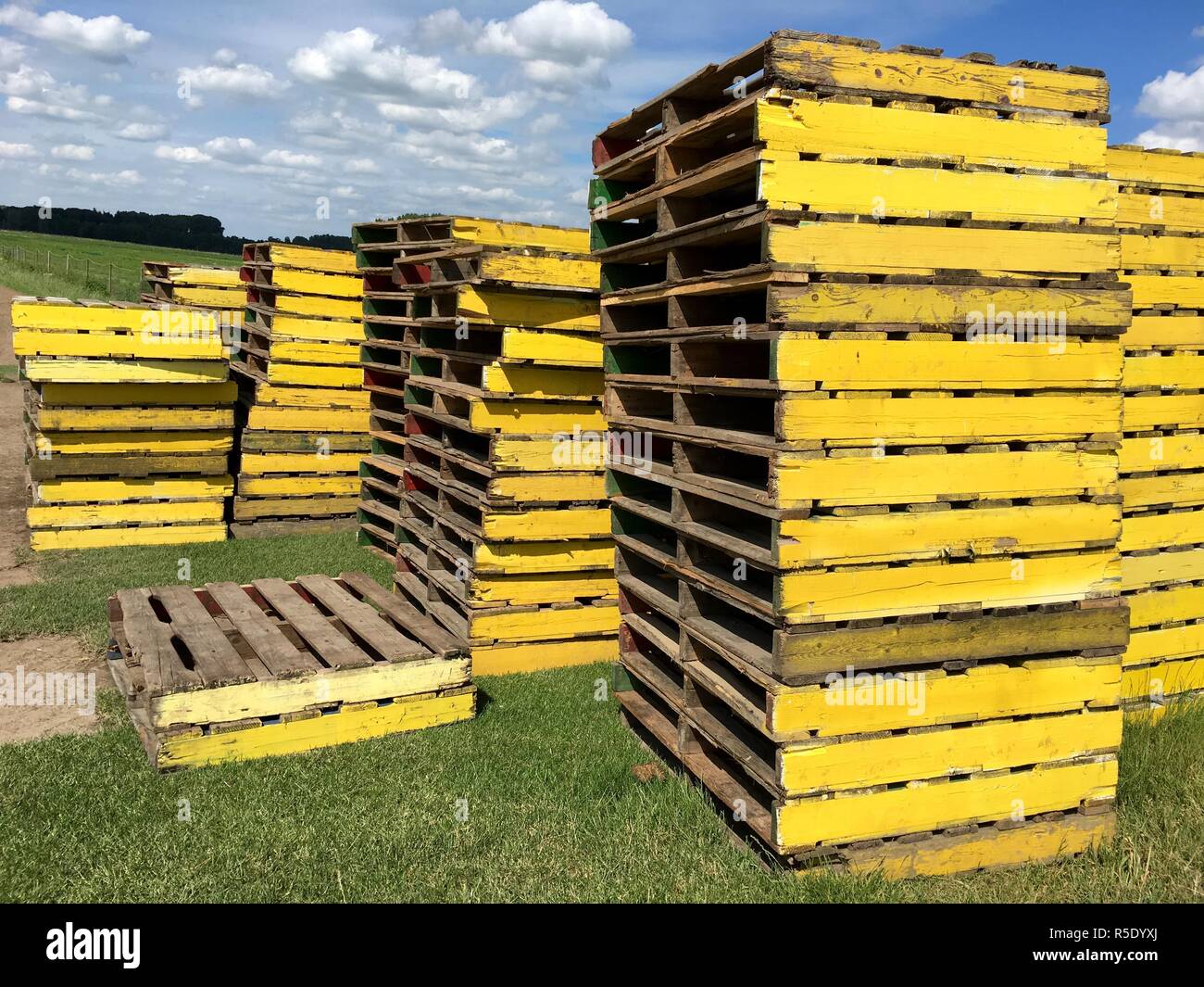 several piles of yellow wooden pallets for transporting turf on the field Stock Photo