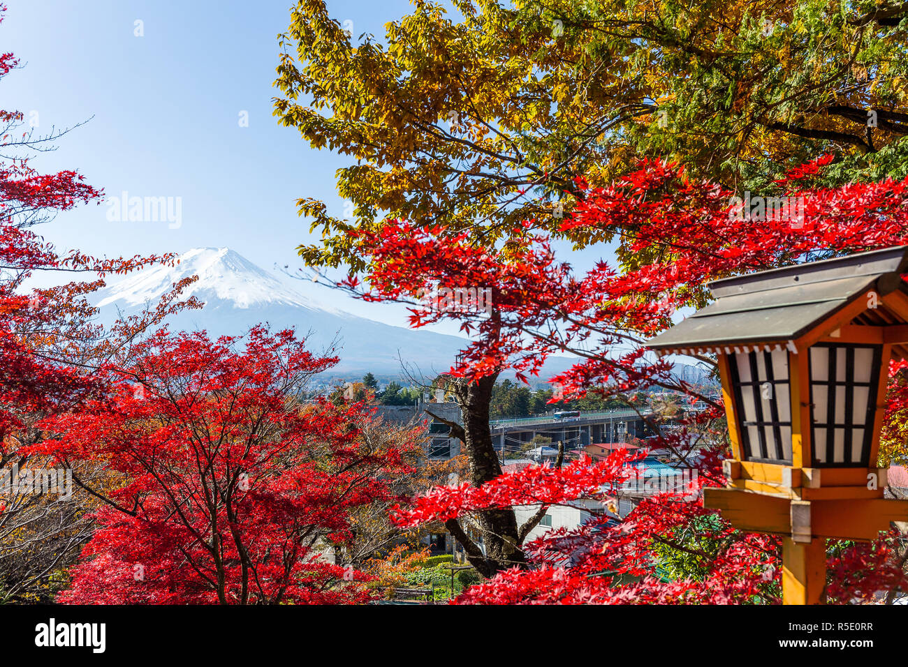Mount Fuji and maple tree Stock Photo - Alamy
