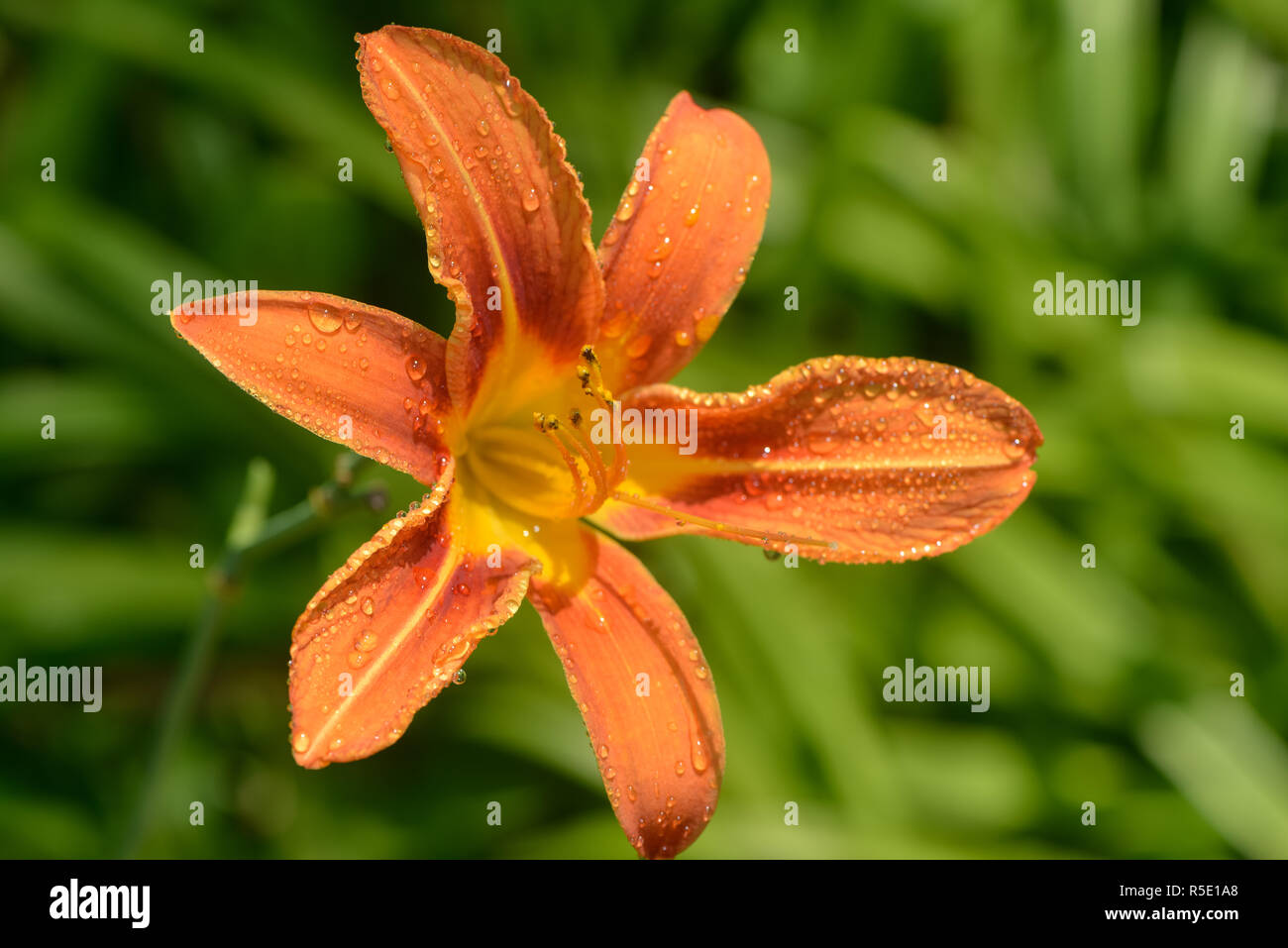 blossom of a daylily Stock Photo