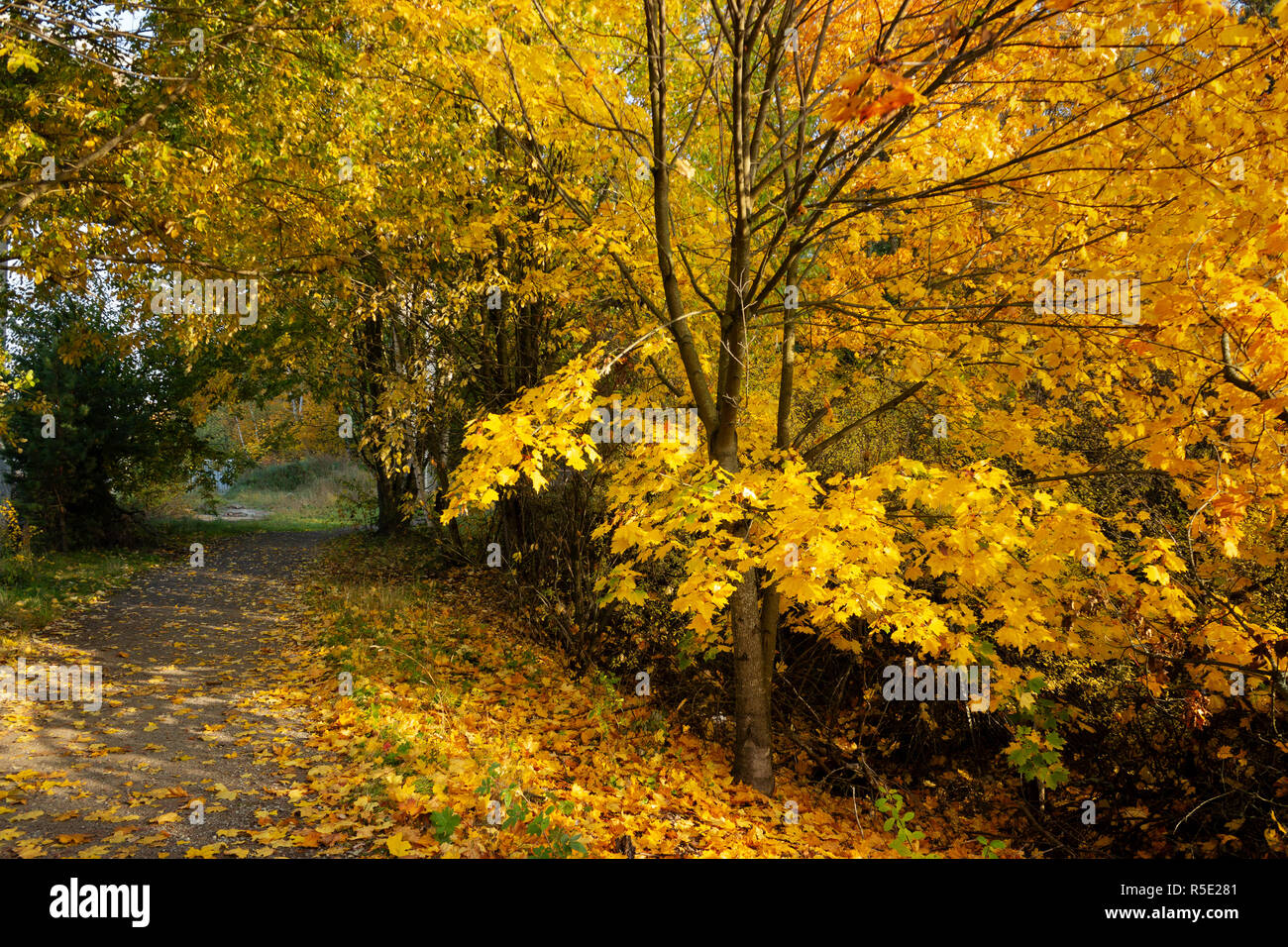 Beautifull romantic colorful fall passage towards Barockparken in Upplands Vasby Kommun. Stockholm, Sweden. Stock Photo