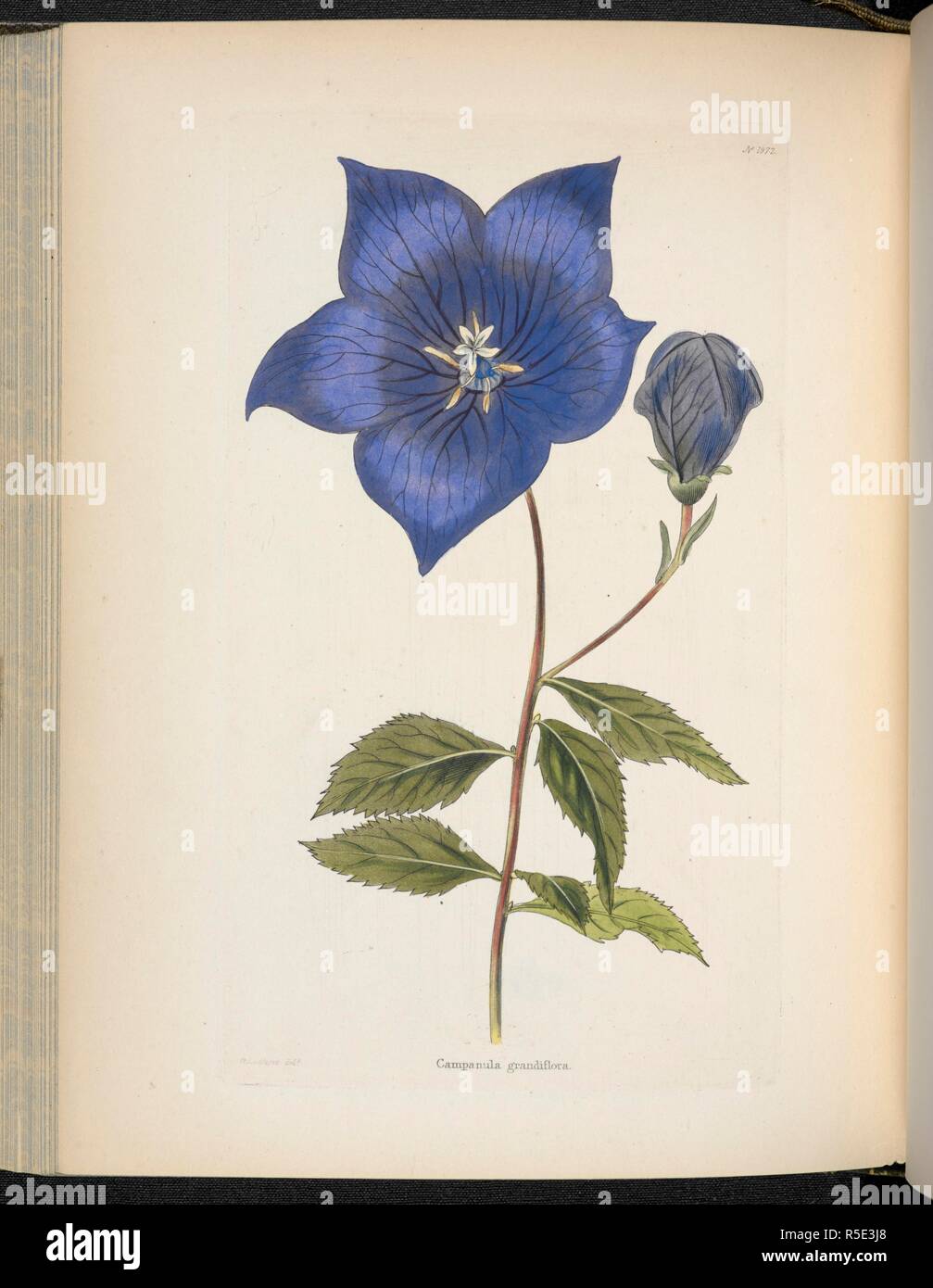 Campanula grandiflora. The Botanical Cabinet, consisting of coloured delineations of plants, from all countries, with a short account of each, etc. By C. Loddiges and Sons ... The plates by G. Cooke. vol. 1-20. London, 1817-33. Source: 443.b.24, vol.20. no.1972. Author: Cooke, George. Stock Photo