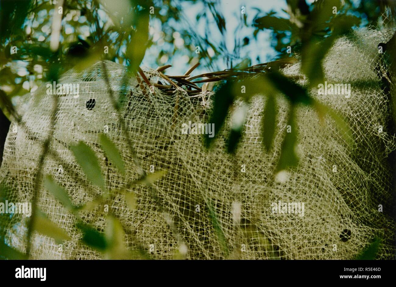 Swathed Planta agrícola hi-res stock photography and images - Alamy