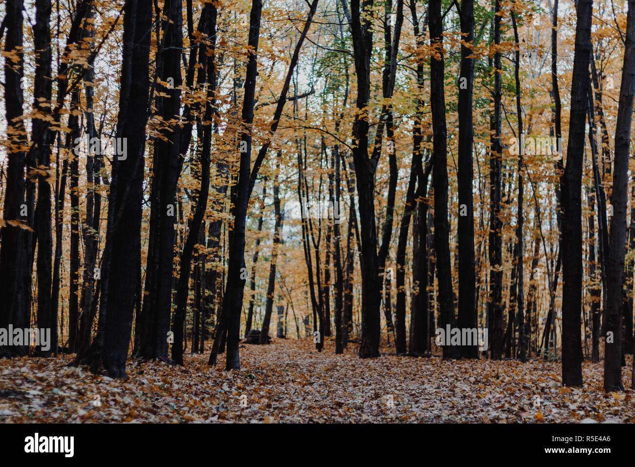 Fall in Montreal Stock Photo Alamy