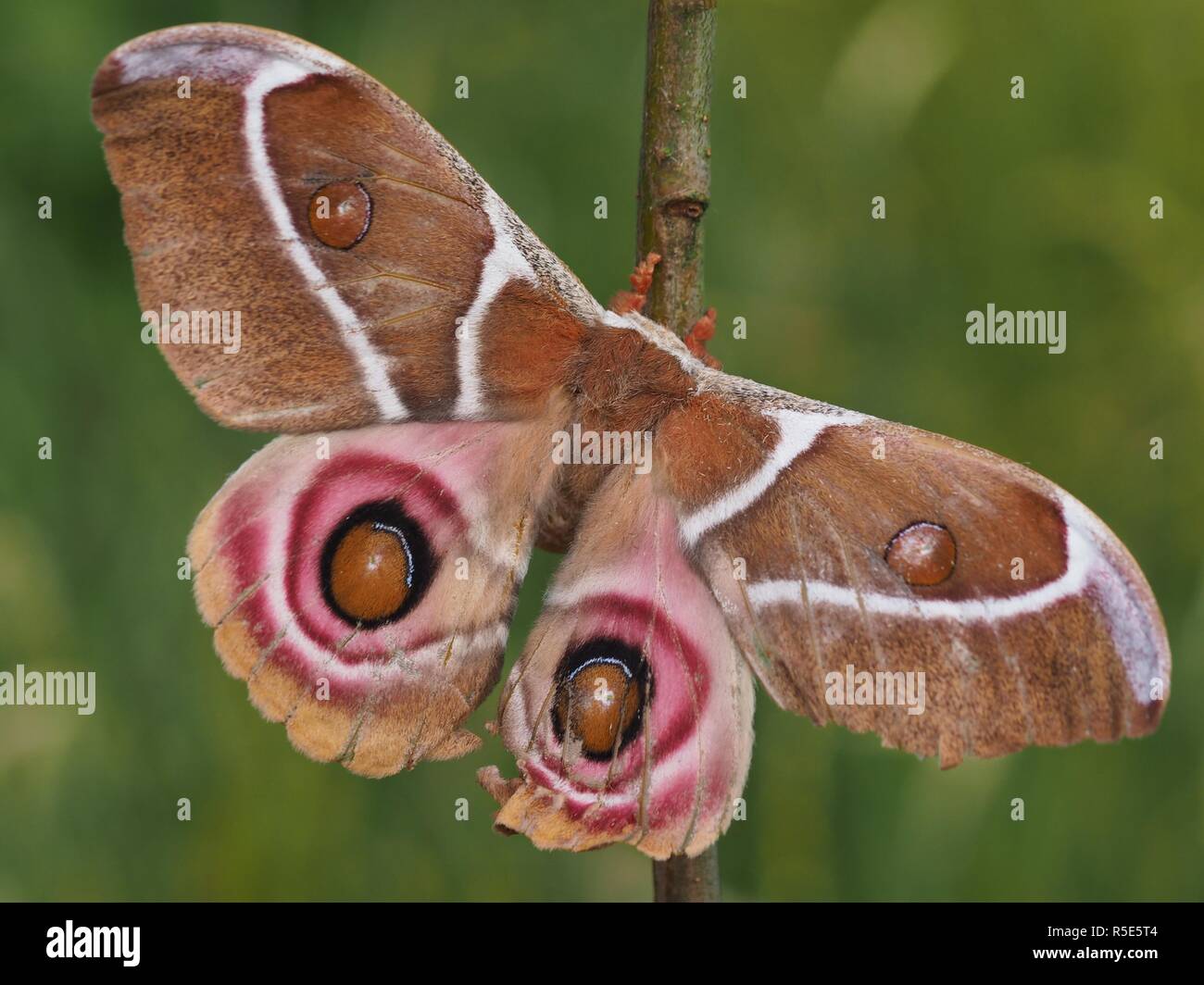 madagascar emperor spinner - silk moth Stock Photo - Alamy