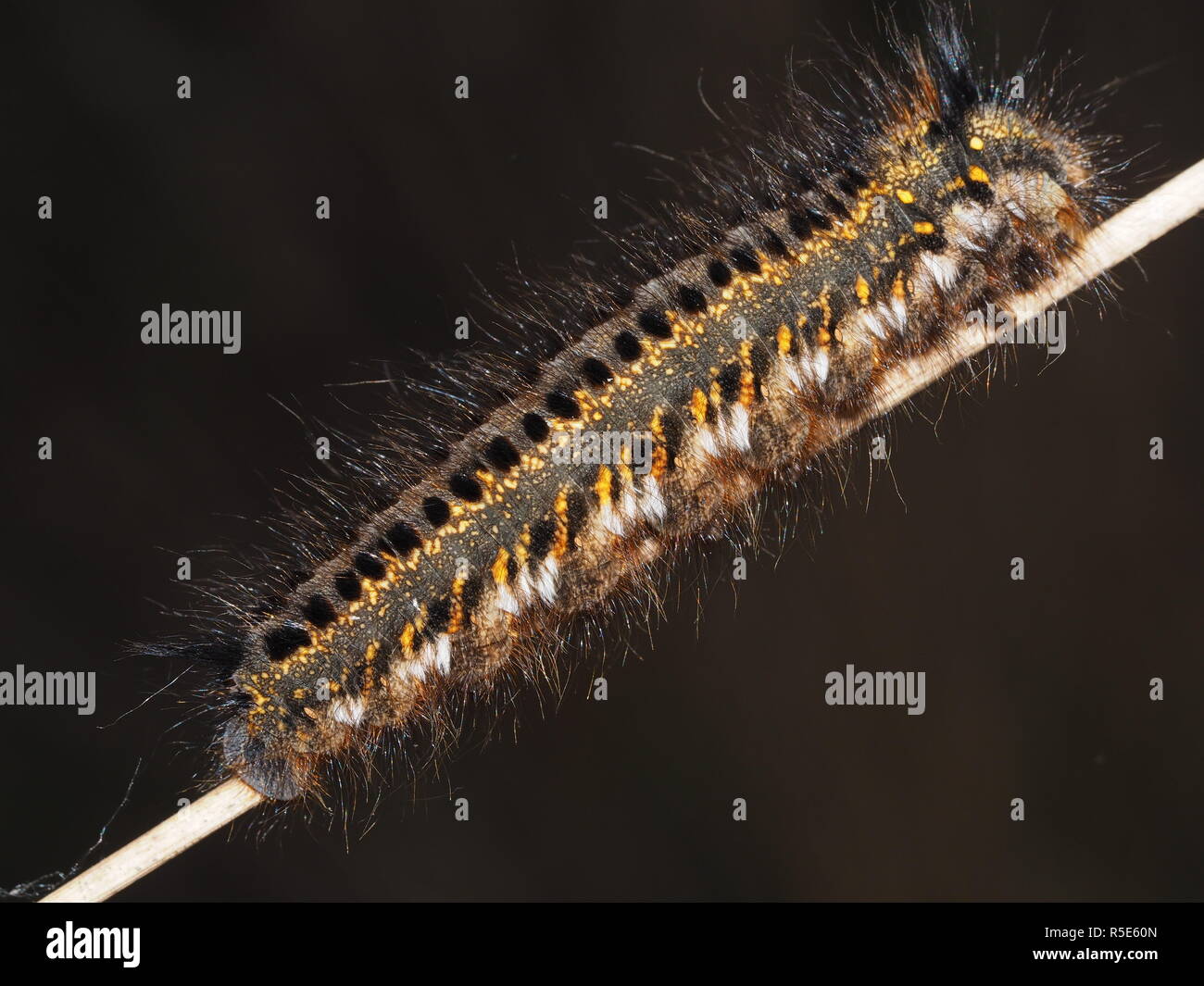 caterpillar - grasglucke Stock Photo