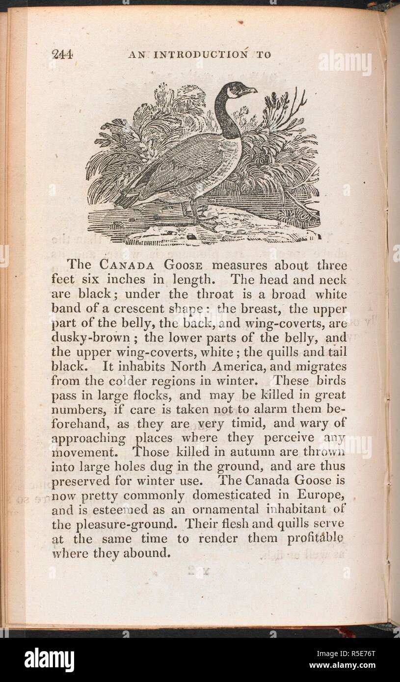 A Canada Goose with information on its appearance and migratory habits .  Hortâ€™s Easy Course of Domestic Education, etc. London, 1822. Source:  12203.a.36-45 volume XVII, page 244. Language: English Stock Photo - Alamy