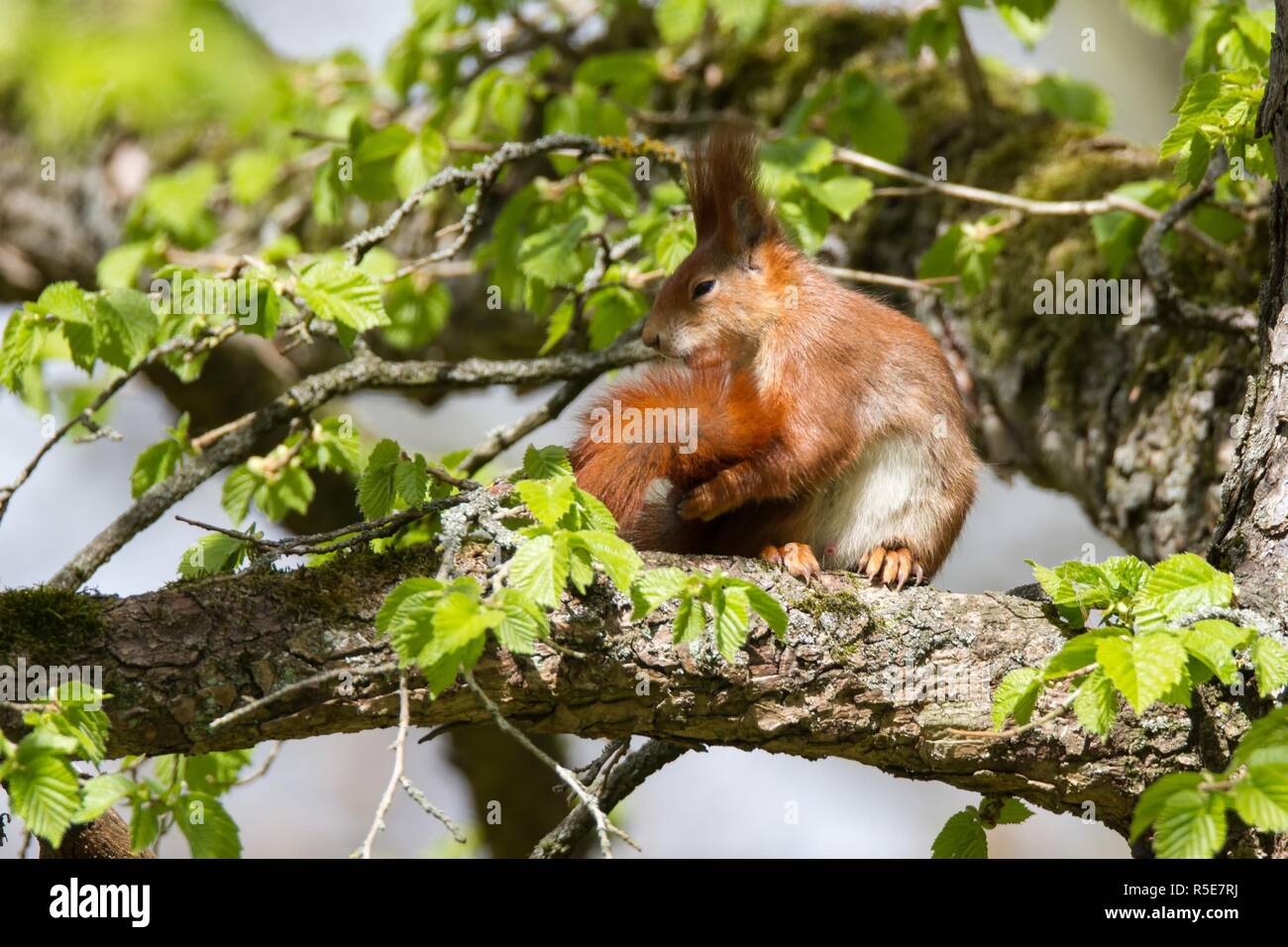 eichhoernchen 23,red squirrel 23 Stock Photo