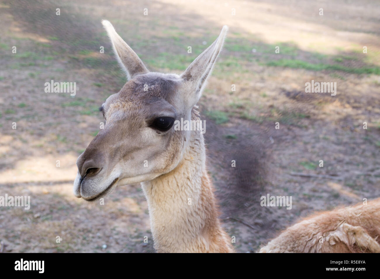 Llama's charismatic head close-up at the zoo Stock Photo