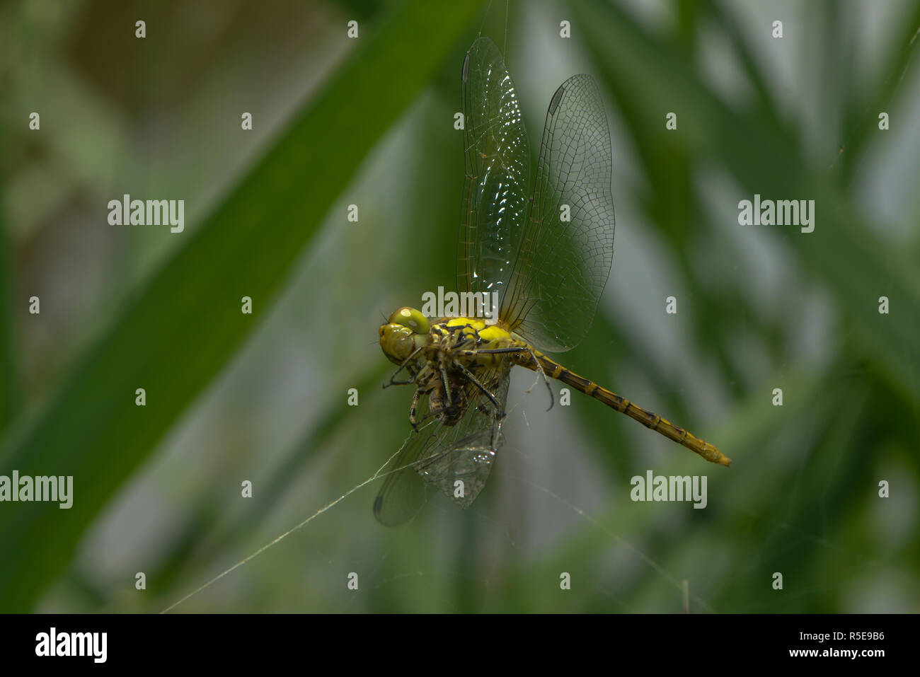 dragonfly caught in spider web Stock Photo Alamy