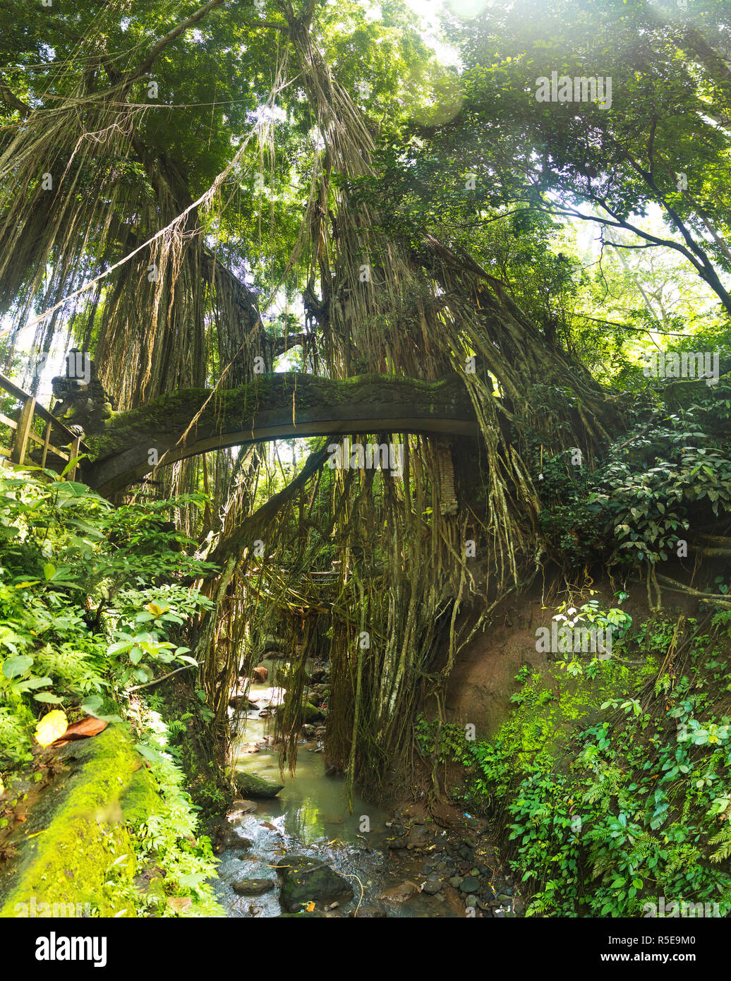 Tropical exotic rain Sacred Monkey forest jungle on Asian Bali island