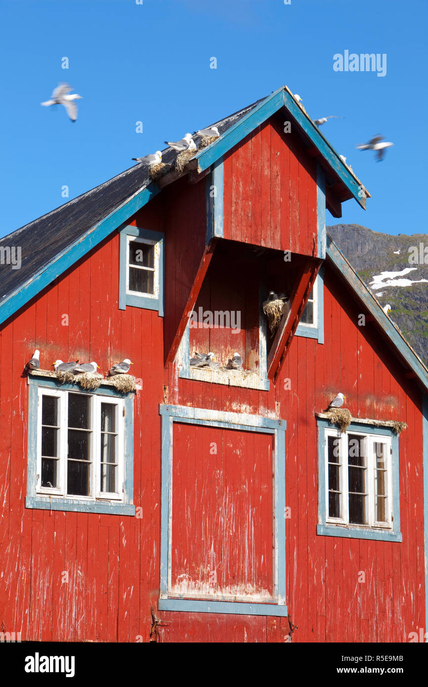 Traditional Fishing Warehouse and Nesting Seagulls, A, Moskenesoy, Lofoten, Nordland, Norway Stock Photo