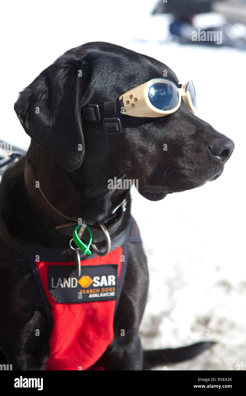 Alpine Search & Rescue Dog, Treble Cone, Wanaka, Central Otago, South