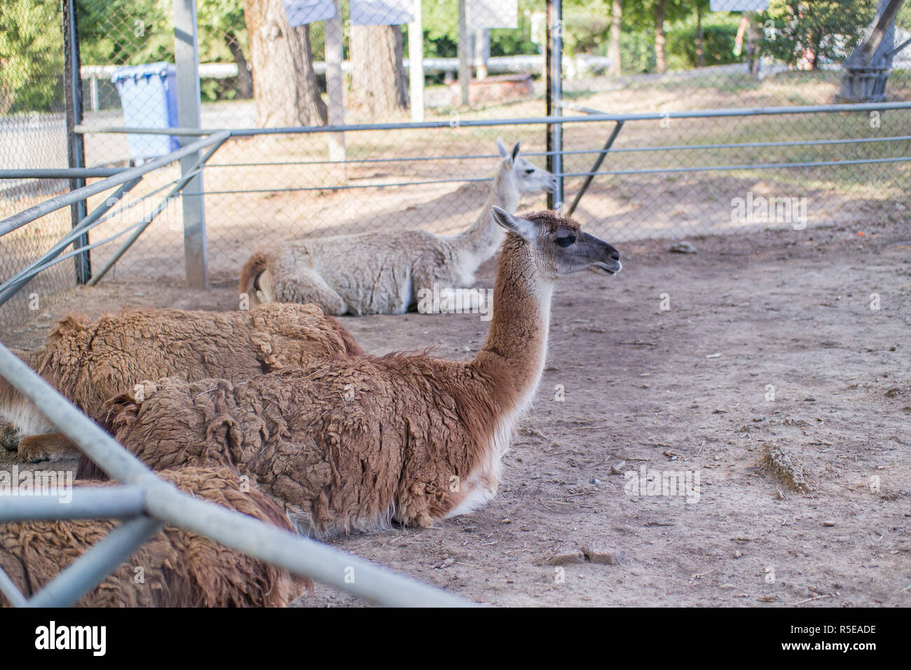 Llamas in the zoo are on the sand Stock Photo