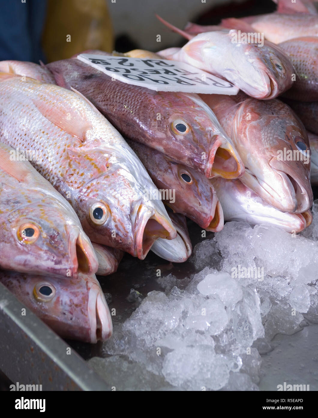 Panama, Panama City, El Mercado del Mariscos, Fish Market, Pargo Snapper For Sale Stock Photo