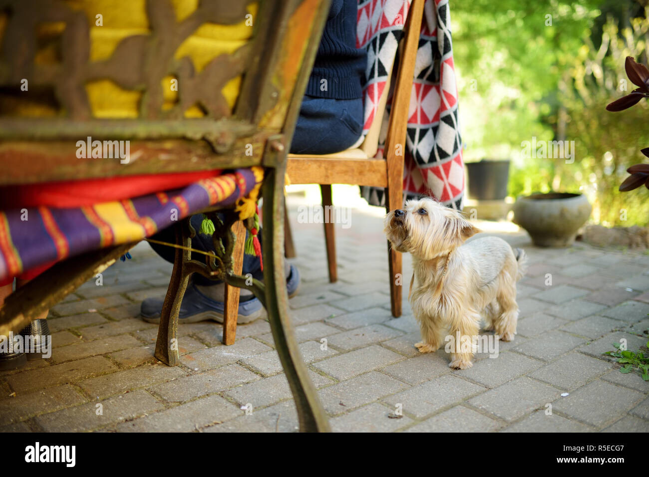Funny yorkshire terrier dog waiting by dining table. Little puppy begging for food. Cute small pets. Stock Photo