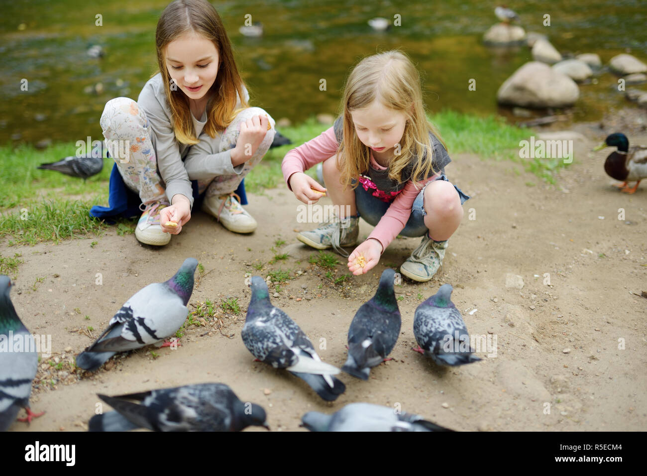 Two cute little sisters feeding birds on summer day. Children feeding