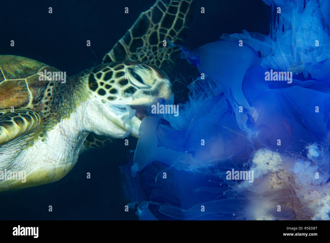 Green Turtle Eating a Blue Jellyfish Stock Photo