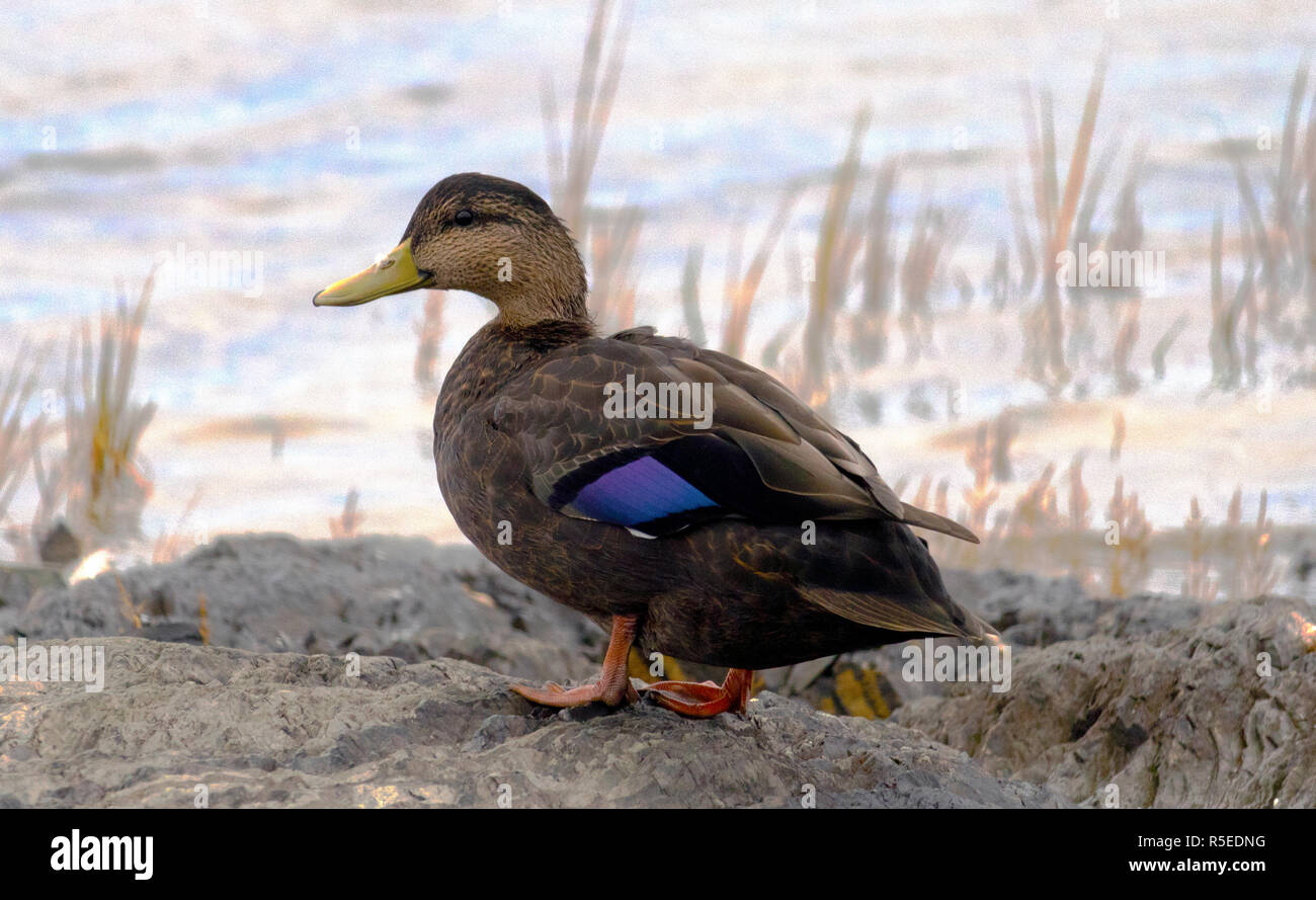 femelle mallard duck by the side of the water Stock Photo