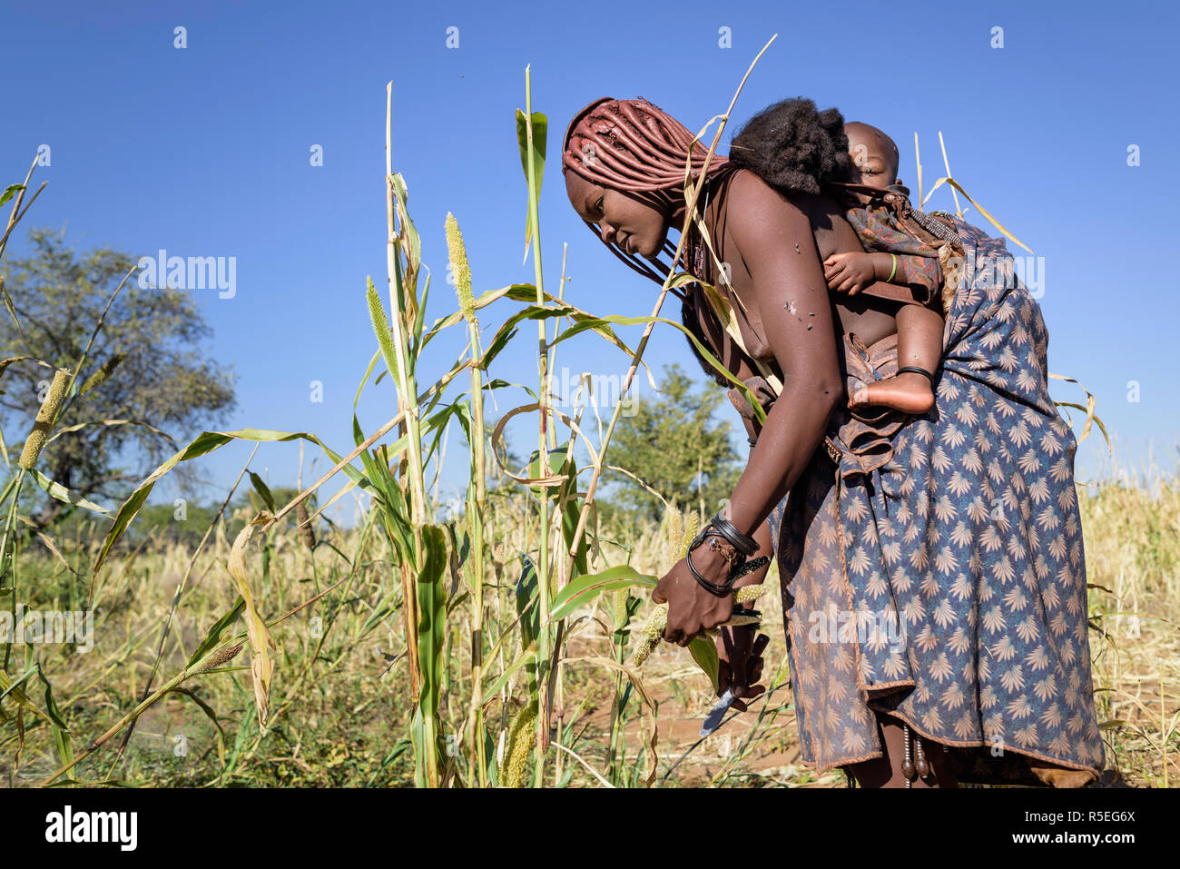 Himba woman harvesting millet with her child on her back Stock Photo