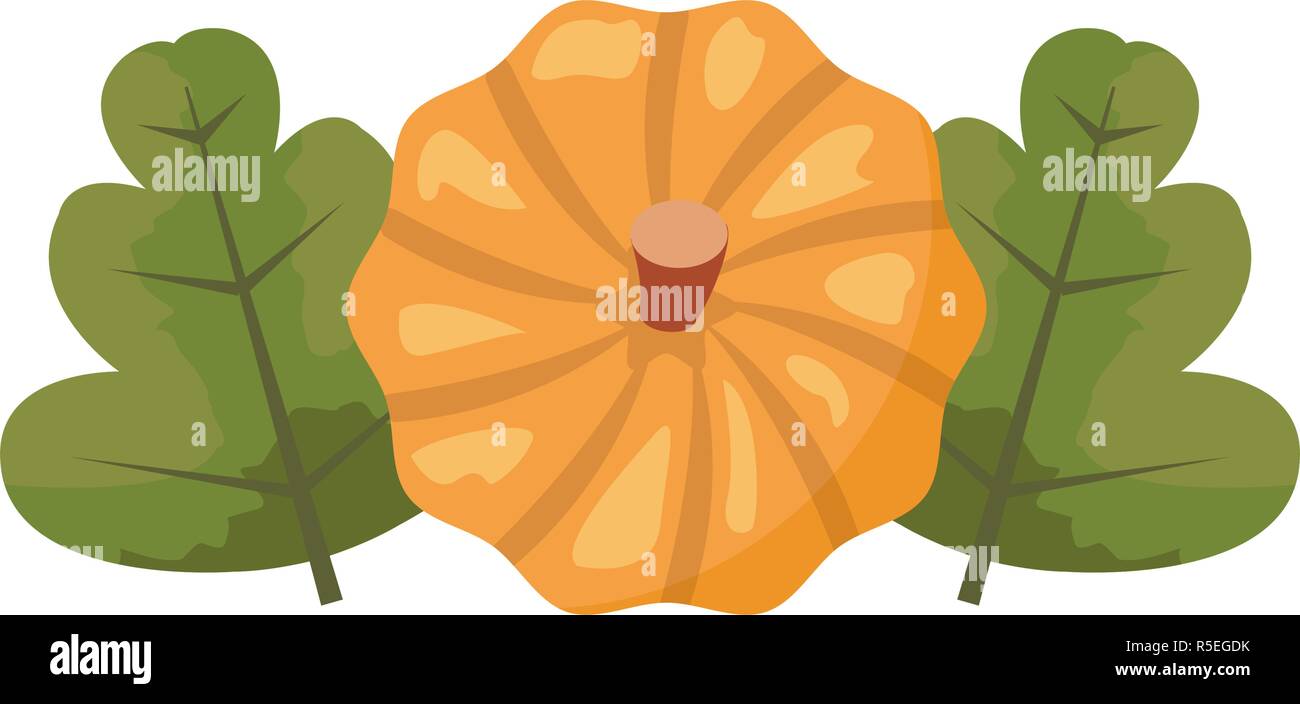 pumpkin and green leaves white background vector illustration Stock ...